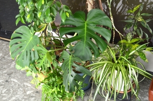 DSC_0115 - コピー.JPG